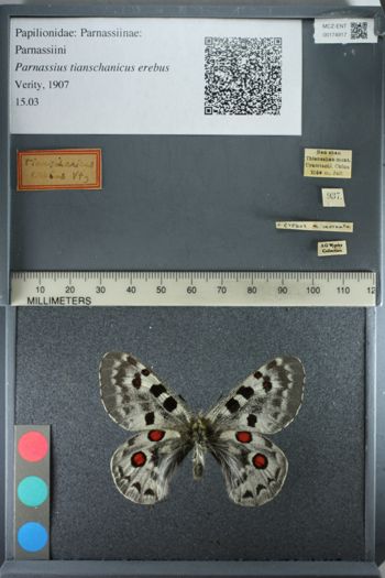 Media type: image;   Entomology 174917